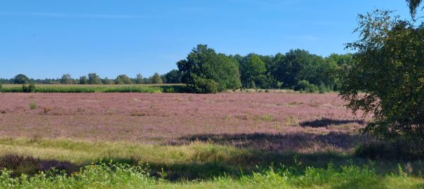 Lüneburger  Heide und Hamburg